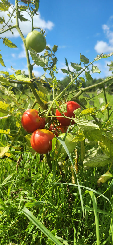 SEMENCES CULTIFREED: LA DÉFINITION