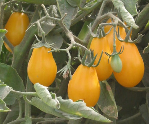 Yellow Pigeon Heart - Cultifreed Tomato Seeds