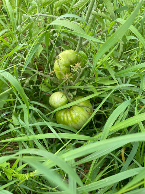 Adaptation aux conditions naturelles