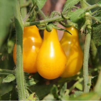 Cherry Pear Yellow - Cultifreed Tomato Seeds