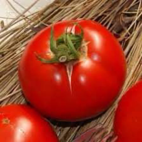 Saint Pierre - Cultifreed Tomato Seeds