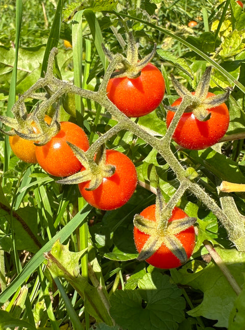 Mexican Wild Cherry - Cultifreed Tomato Seeds