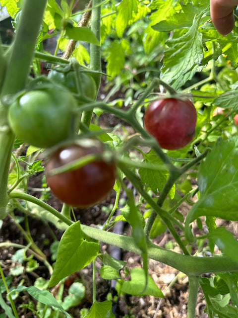 Black Cherry - Cultifreed Tomato Seeds