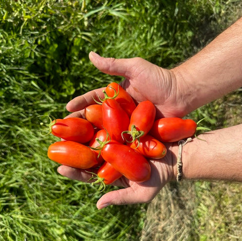 Ten Fingers of Naples - Cultifreed Tomato Seeds
