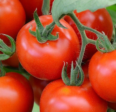 Précoce de Quimper - Semences de tomates cultifreed