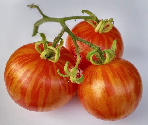 Tigerella - Semences de tomates cultifreed