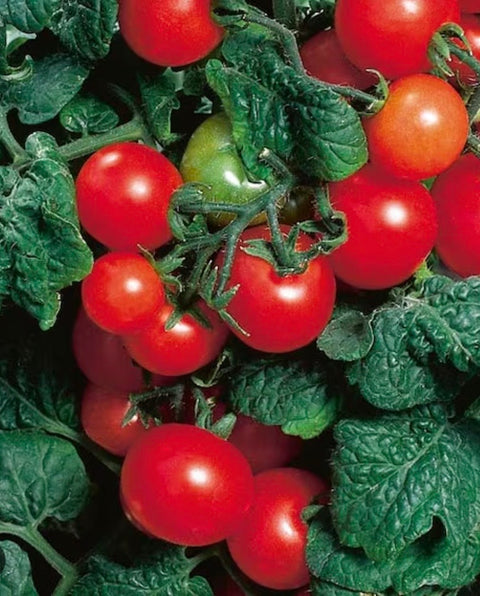 Tomates cocktails